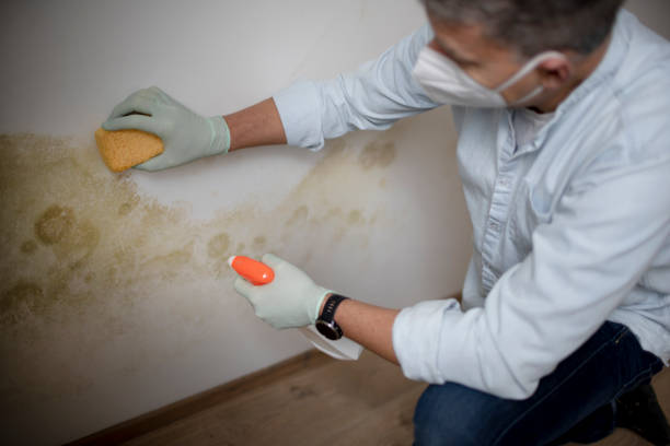 Best Post-Flood Mold Remediation in Winter Garden, FL