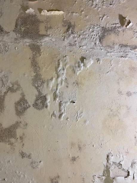 Trusted Winter Garden, FL Mold Remediation Experts