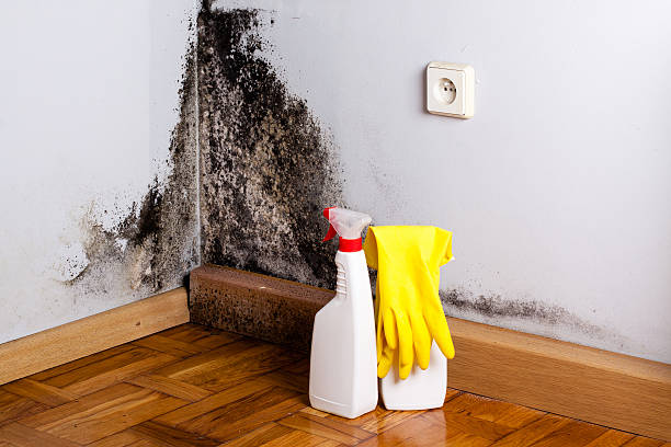 Best Residential Mold Remediation in Winter Garden, FL