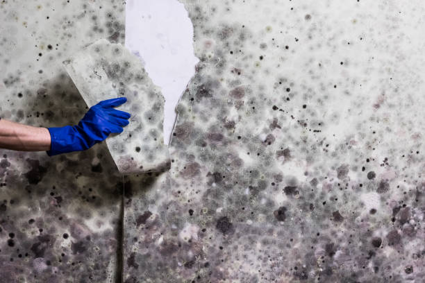Best Mold Testing and Inspection Services in Winter Garden, FL