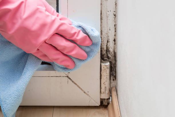 Best Industrial Mold Remediation in Winter Garden, FL